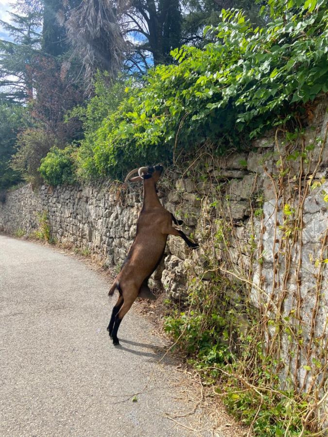 La Frigoule, Un Gite Au Coeur Du Parc Des Cevennes Generargues Extérieur photo